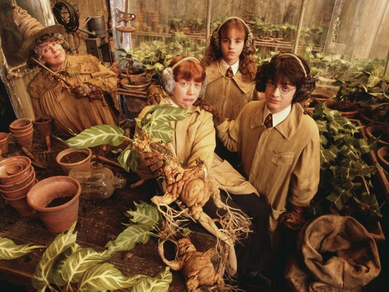 Nueva clase en Hogwarts